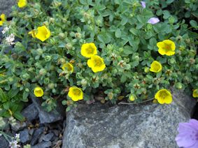 Potentilla cuneata